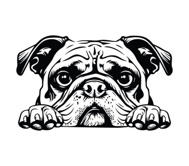 Pug Dog Face 'in Çekici Siyah ve Beyaz Fotoğrafı