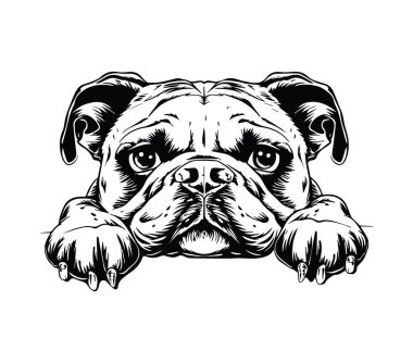 İfade Eden Gözleri ve Yüzü Olan Bir Pug 'ın Ayrıntılı Resimleri