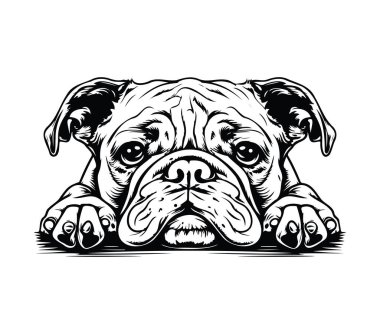 Sevimli ve Üzgün Pug Köpek Yüzlü Evcil Hayvanlar İçin Görüntü