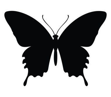 Geniş Kanatlı Kelebeğin Zarif Silueti