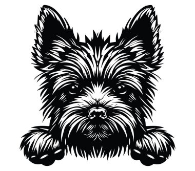 Dikenli Kürk Özellikleri Olan Bir Köpeğin Ayrıntılı Resimleri