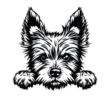 Siyah ve Beyaz Biçimli Bir Köpeğin Başının Ayrıntılı Resimleri