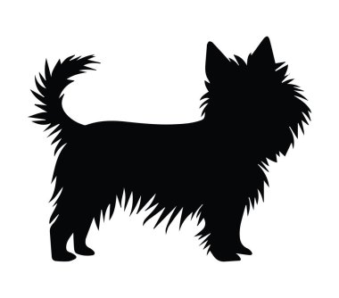 Pofuduk Kürklü Küçük Bir Köpeğin Silueti