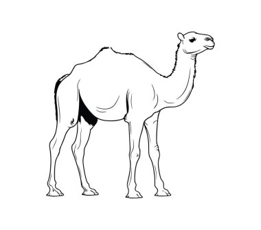 Profil Görünümünde Bir Deve 'nin Ayrıntılı Özeti