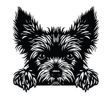 Sevimli Yorkshire Teriyeri Etkileyici Gözlerle Gizlice Bakıyor