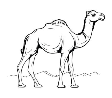 Desert Landscape 'te Siyah ve Beyaz Bir Deve Çizimi