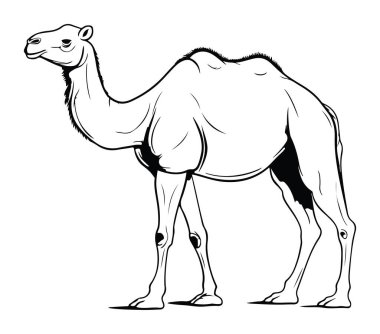 Profil Görünümünde Siyah-Beyaz Bir Deve Görünümü