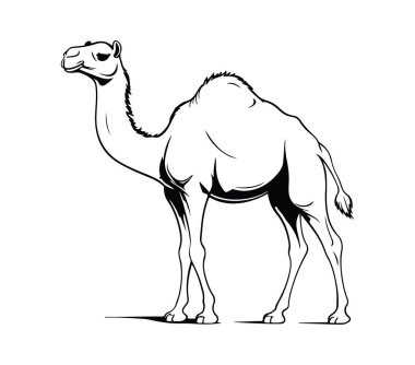 Tek Renk Biçimli Zarif Deve İllüstrasyonu