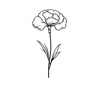 Beyaz Karanfil Çiçeğinin Zarif Özeti