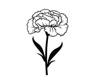Zarif Siyah ve Beyaz Karanfil Çiçek İllüstrasyon Tasarımı