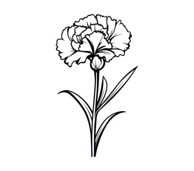 Bir karanfil çiçeğinin zarif siyah ve beyaz çizimi