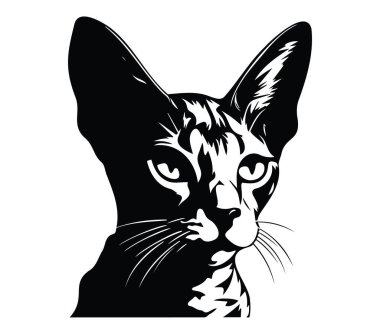 Ayırt edici özellikleri olan Siyah ve Beyaz Kedi Portresi