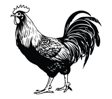 Ayrıntılı Siyah-Beyaz Bir Horoz İmajı