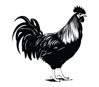 Horozun Siyah Silueti Karşısında Gururla Duruyor