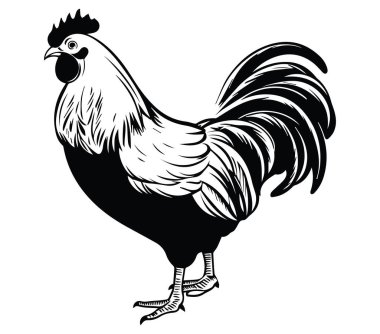 Gururla Duran Bir Horozun Detaylı Siyah ve Beyaz Çizimi