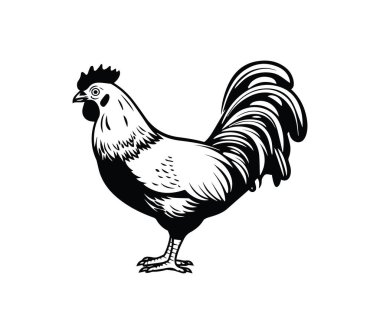 Ayrıntılı Tüylü Bir Horozun Siyah ve Beyaz İllüstrasyonu