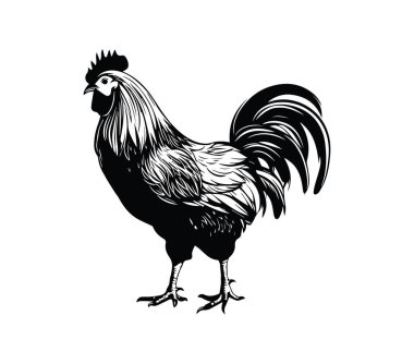 Çiftlik Temaları için Siyah ve Beyaz Horoz İllüstrasyonu