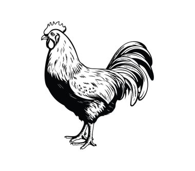 Siyah ve Beyaz Biçimli Bir Horozun Detaylı Klasik Robot Çizimi