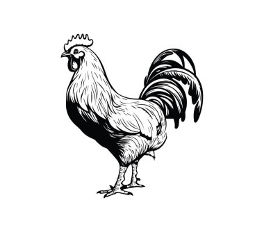 Çiftlik Temaları için Klasik Biçim El Çizimi Horoz İllüstrasyonu