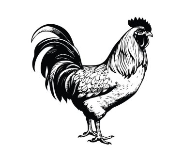 Çiftlik Temaları İçin Siyah Beyaz Seçkin Horoz İllüstrasyonu
