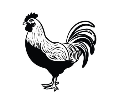 Siyah ve Beyaz Horoz Grafik Çizim Tasarımı