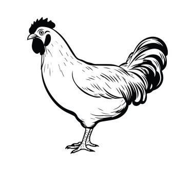 Resimli Siyah ve Beyaz Horoz Ayakta Duran Yan Görüntü