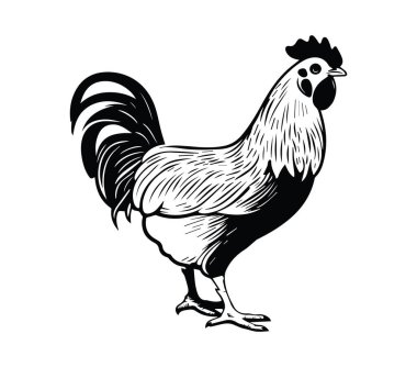 Ayrıntılı Tüylü Siyah ve Beyaz Klasik Horoz İllüstrasyonu