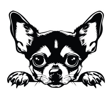 Bir Chihuahua Köpeğinin Siyah ve Beyaz Görünümü