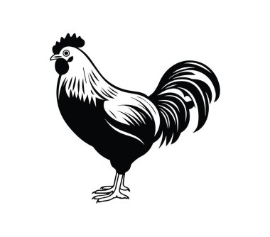 Gururla Duran Bir Horozun Siyah ve Beyaz Çizimi