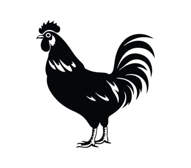 Bir Horozun Zarif Silueti Çiftlikte Uzun Duruyor