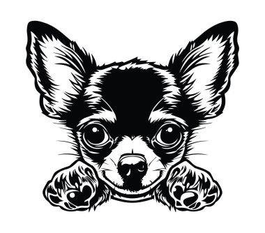 Bir Chihuahua Köpek Surat 'ın detaylı siyah-beyaz çizimi