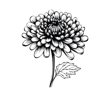 Ayrıntılı Siyah ve Beyaz Kasımpatı Çiçek İllüstrasyonu