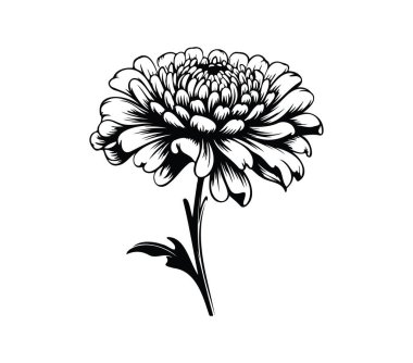 Tek Kasımpatı Çiçeğinin Siyah ve Beyaz Çiçek İllüstrasyonu