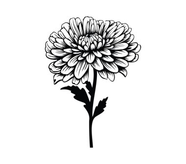 Güzel Kasımpatı Çiçeğinin Siyah ve Beyaz Çizimi