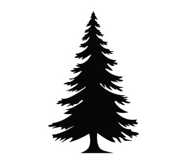 Uzun Evergreen Ağacının Zarif Silueti