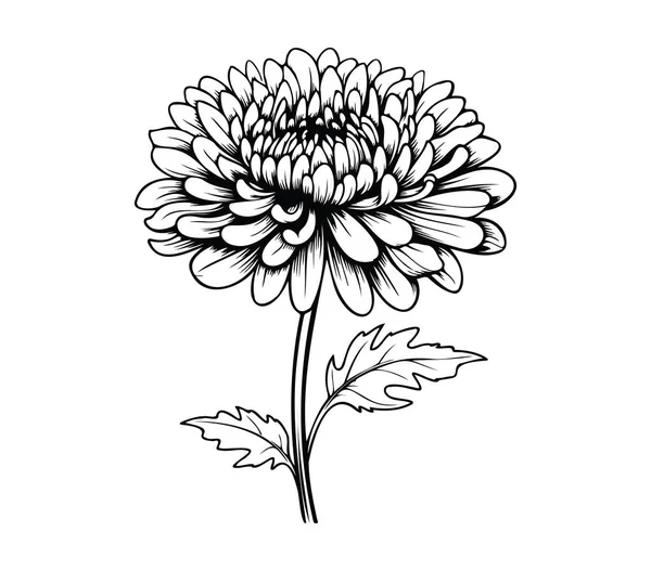 Ayrıntılı Kasımpatı Çiçeğinin Siyah ve Beyaz İllüstrasyonu