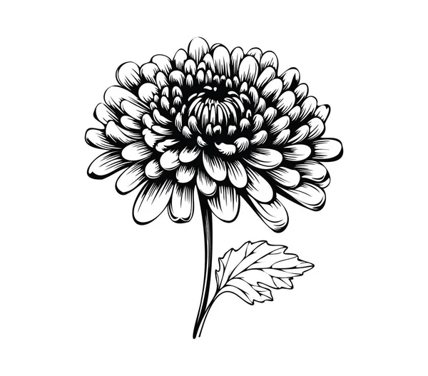 Ayrıntılı Siyah ve Beyaz Kasımpatı Çiçek İllüstrasyonu