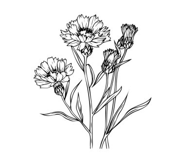 Şekillendirilmiş Karanfil Çiçeklerinin Zarif Siyah ve Beyaz Çizgisi