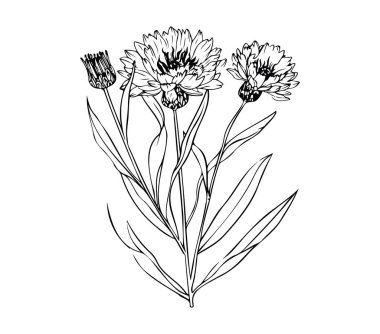 Narin Mısır Çiçeği Tasarımı ile El Çizimi Çiçek Çizimi