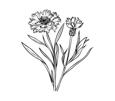 Basit Siyah ve Beyaz Tasarım Yapraklı Zarif Çiçeklerin Özeti