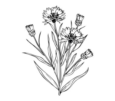 Narin Çiçekler ve Uzun Yeşil Yaprakların Botanik Çizgisi