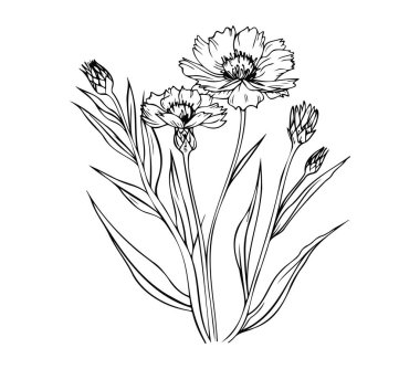 Dekoratif Karanfil Çiçeklerinin Zarif El Çizimi Çiçek Çizimi