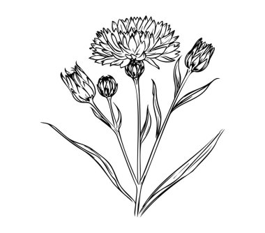 Çiçek açan çiçeklerin el çizimi ve siyah beyaz tomurcuklar.