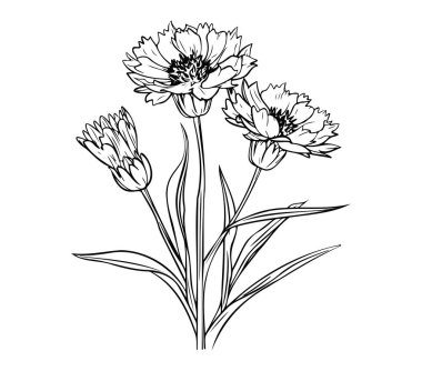 Zarif Taç Yapraklı Çiçek Bitkilerinin Zarif Siyah ve Beyaz Taslak