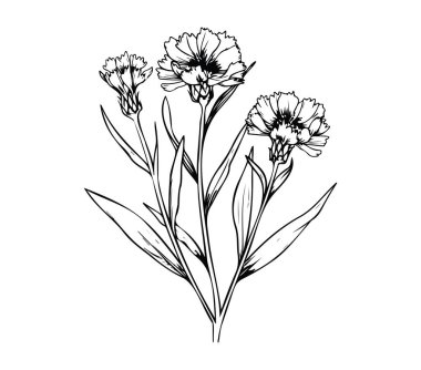 Karanfil Çiçeklerinin narin Siyah ve Beyaz ResimleriName