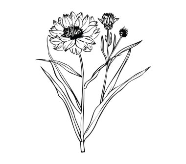 Yaprakları ve Tomurcukları olan Bir Çiçeğin El Çizimi Çizimi Tasarımı