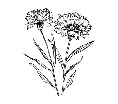 Yapraklı karanfil çiçeklerinin güzel el çizimi taslağı