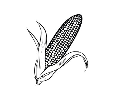 Siyah ve Beyaz Yapraklı Mısır Koçanının Ayrıntılı İllüstrasyonu