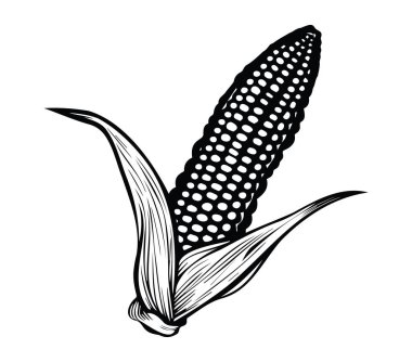 Siyah ve Beyaz Yapraklı ve Çekirdekli Mısır Koçanının El Çizimi