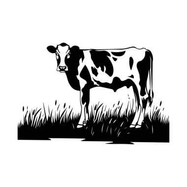 İzole Arkaplanda Çimlerde Duran Siyah ve Beyaz İnek Silueti